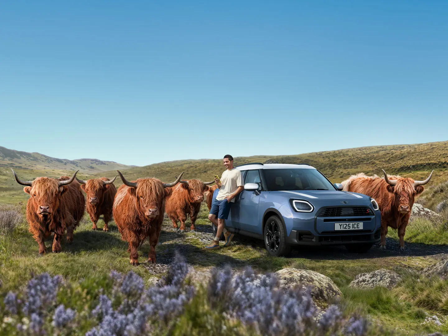 Un homme appuyé sur sa MINI Countryman S ALL4, entouré de taureaux Highland, dans un paysage vallonné.