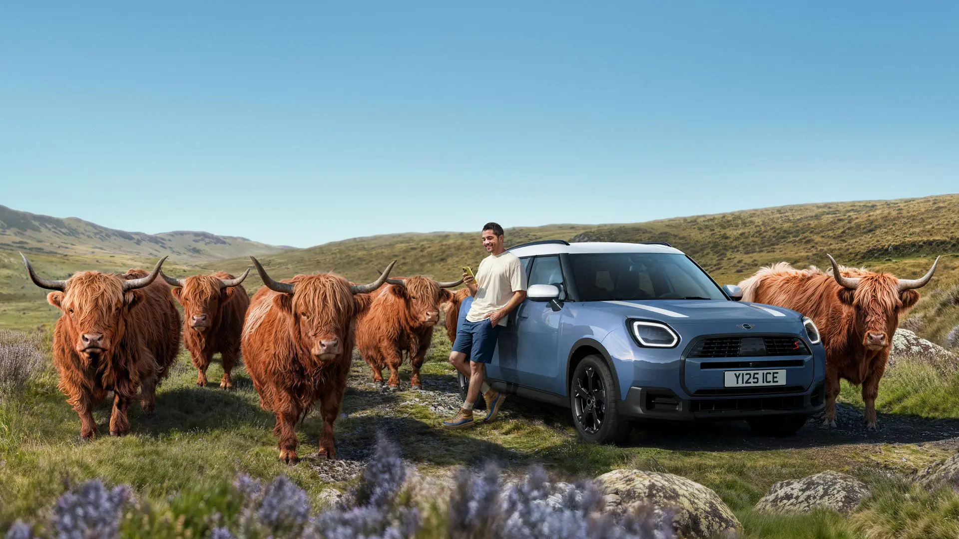Un homme appuyé sur sa MINI Countryman S ALL4, entouré de taureaux Highland, dans un paysage vallonné.